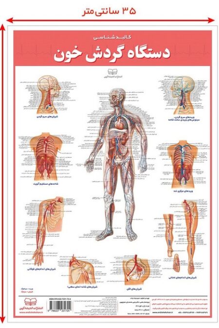 پوستر کالبد شناسی دستگاه گردش خون 50*35 (گلاسه،باجعبه)
