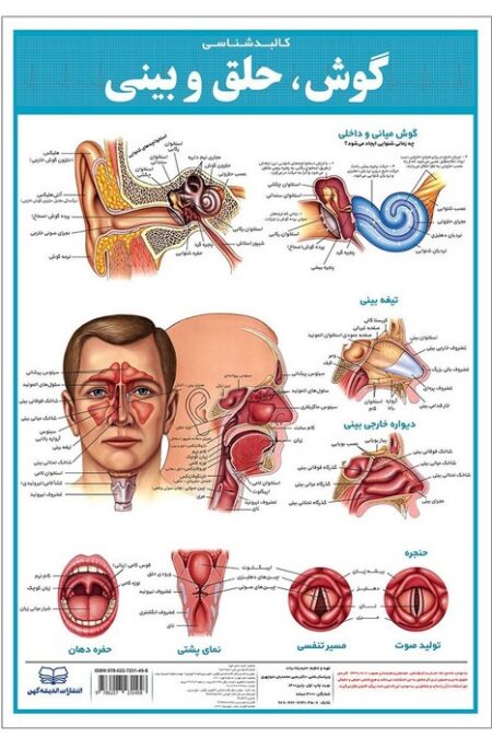 پوستر کالبد شناسی گوش،حلق و بینی 50*35 (گلاسه،باجعبه)
